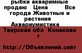 рыбки акваримные продаю › Цена ­ 30 - Все города Животные и растения » Аквариумистика   . Тверская обл.,Конаково г.